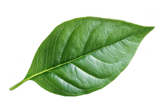 Detailed close-up of vibrant green leaf veins on transparent background, perfect for design elements, nature illustrations, and botanical projects isolated on transparent background