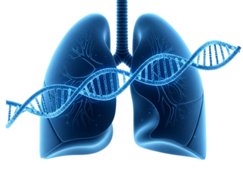 3D illustration of a human lung with overlayed DNA structure.