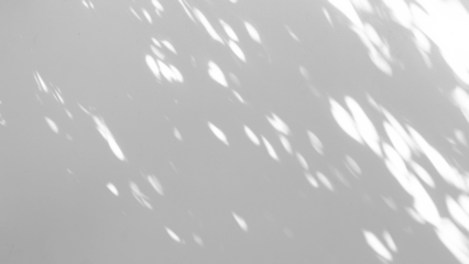 Abstract natural tree branch leaves shadow on white wall background