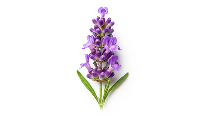 Obraz premium Sprig of lavender flowers on white background, detailed buds