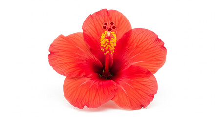 Single bright coral hibiscus on white background
