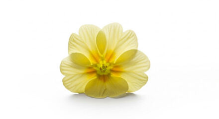 Single yellow primrose on white background