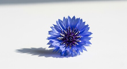 Single blue cornflower on white background