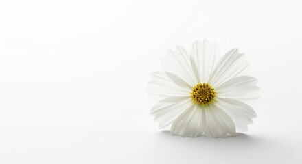 Single white cosmos on white background