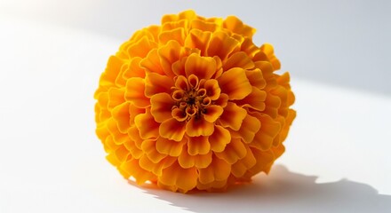 Single orange marigold on white background