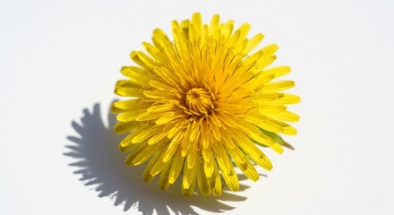 Close-up of yellow dandelion on white background