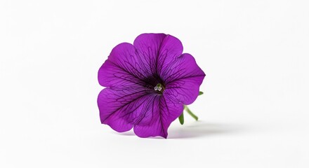 Single violet petunia on white background