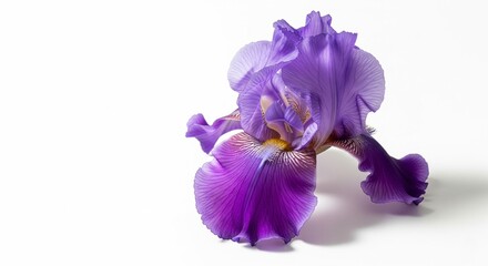 Single purple iris on white background