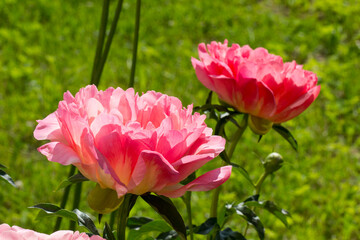 Gorgeous pink peony flower taken in close-up on a green blurred background. in natural light.