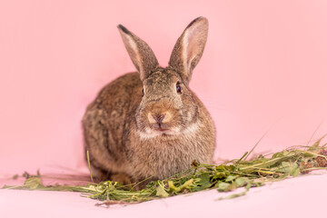 Dwarf rabbit with colorful coat patterns eating grass on pink studio background
