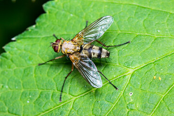 a fly on a blurred dark background. a colorful macro photo of an insect. space for text. a beautiful screensaver. a close-up.