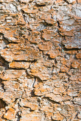 textured tree bark in close-up. empty texture. space for text