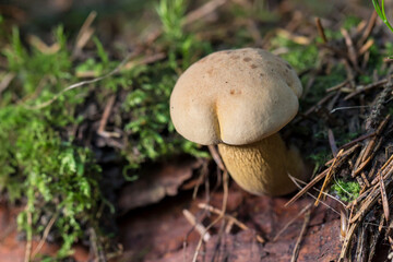 false boletus. colorful detailed macro photo of a mushroom with a blurred background. space for text. natural beauty. close-up.