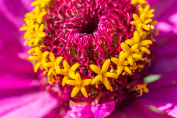 zinnia. colorful detailed macro photo of a flower. blurred background with highlights, bokeh. space...