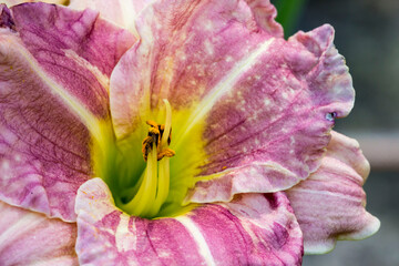 daylily. purple flower. colorful macro photo of a flower on a blurred background. natural...