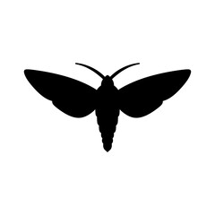 black and white moth silhouette isolated on white background. butterfly vector illustration. moth, insect, butterfly, wings, art, design, illustration, graphic, nature