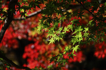 A close-up background material photo of the autumn leaves of Japanese maple that change to red color