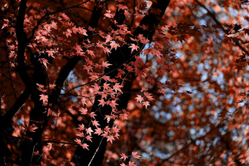 Background material photo of Japanese maple with autumn leaves
