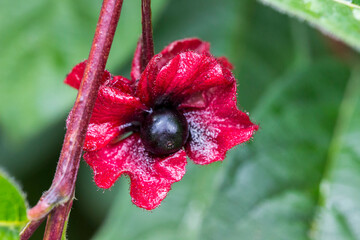 honeysuckle. red flower. colorful detailed macro photo of a flower. blurred background with highlights, bokeh. space for text. natural beauty. close-up.