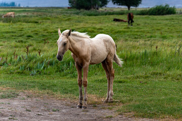 An elegant, beautiful palomino-colored foal dozes (sleeps), standing on a green pasture,...