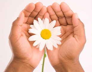 Extreme close-up of well-groomed male hands holding a white daisy flower, natural floral detail isolated on white