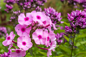 phlox pink. colorful macro photography of a flower. blurred background with highlights and bokeh....