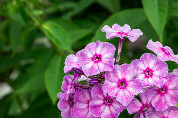 phlox pink. colorful macro photography of a flower. blurred background with highlights and bokeh....