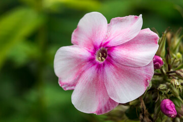 phlox pink. colorful macro photography of a flower. blurred background with highlights and bokeh....
