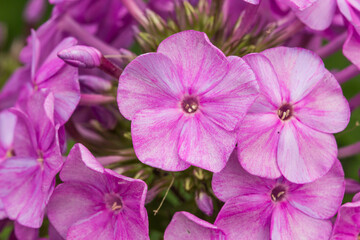 phlox pink. colorful macro photography of a flower. blurred background with highlights and bokeh....