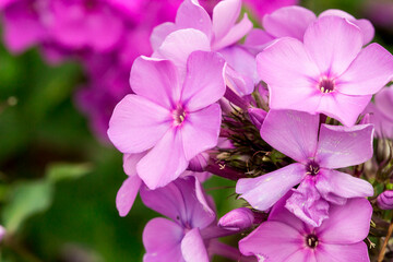 phlox pink. colorful macro photography of a flower. blurred background with highlights and bokeh....