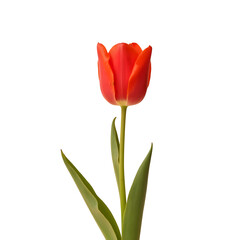 Naklejka premium Vibrant red tulip bloom elegantly showcased against a deep black canvas transparent background