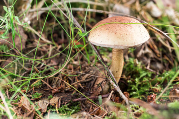 false boletus. colorful detailed macro photo of a mushroom with a blurred background. space for text. natural beauty. close-up.