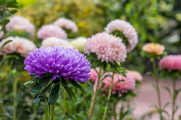 Korean purple chrysanthemum. colorful detailed macro photo of a flower. blurred background with highlights, bokeh. space for text. natural beauty