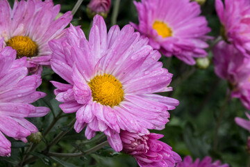 Obraz premium garden chrysanthemum. colorful detailed macro photo of a flower on a blurred background with highlights and bokeh. space for text. natural beauty. close-up.