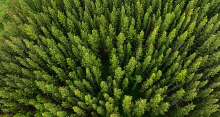 Aerial view of dark green forest road and white electric car Natural landscape and elevated roads Adventure travel and transportation and environmental protection concept	