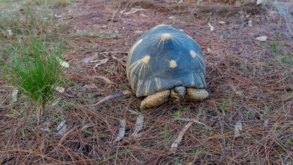 A beautiful turtle Astrochelys radiata, endemic to Madagascar.  A shell with a star pattern. Paws,...