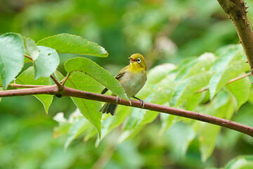 北海道の野鳥