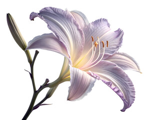 Naklejka premium Pale lavender daylily with delicate ruffled petals and stamen isolated on a transparent background