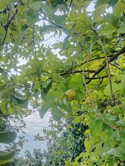 green tree in the water
