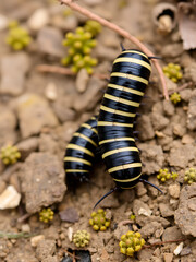 Naklejka premium Ommatoiulus sabulosus or striped millipede, an European millipede of the family Julidae,