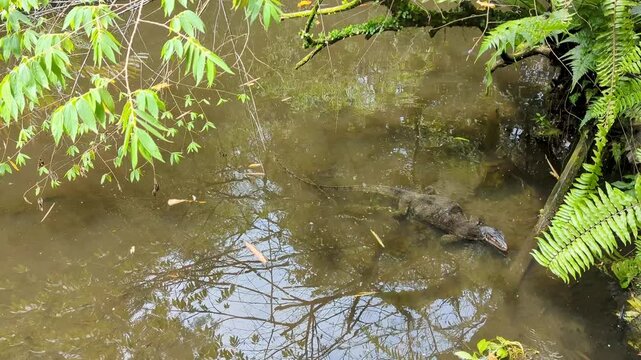Monitor Lizard Swimming Through Wetland &ndash; Mid to Close-Up, Sungei Buloh, Singapore (4K)