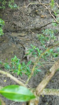 Monitor Lizard Walking in Mud from Above &ndash; Sungei Buloh, Singapore (Vertical Video, 4K)