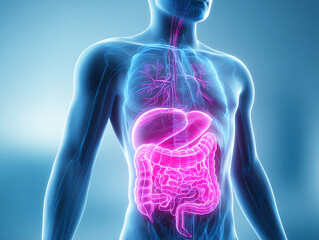 Transparent human torso showing highlighted digestive system including stomach, liver, intestines, and parts of the respiratory system in a glowing pink and purple visualization