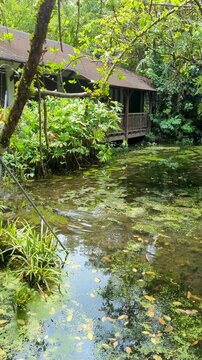 Monitor Lizard Swimming Past Traditional House &ndash; Sungei Buloh, Singapore (Vertical Video, 4K)