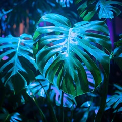 Obraz premium Vibrant Neon Monstera Deliciosa Leaves Tropical Plant Background