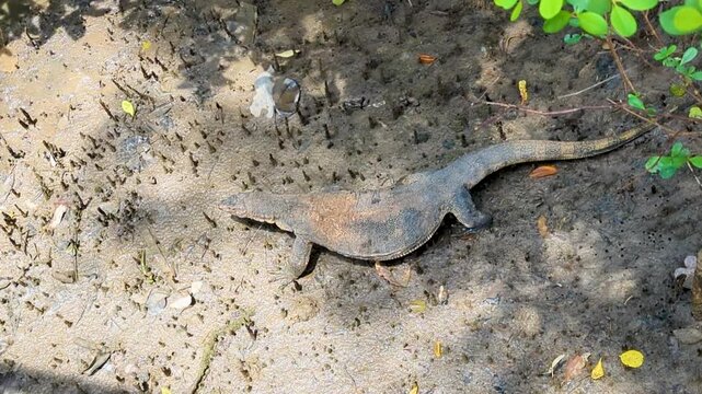 Monitor Lizard Walking in Wet Mud &ndash; Overhead Shot from Bridge, Sungei Buloh Wetland, Singapore (4K)