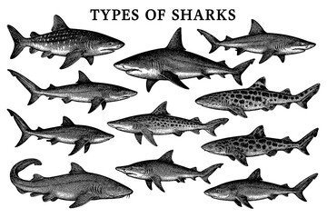 Vintage engraving of various shark species with detailed anatomical illustrations, Transparent Background