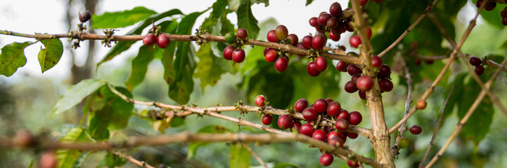 Farmer concept harvest fruit ripe coffee seed robusta arabica berry close up fresh green leaf bean...