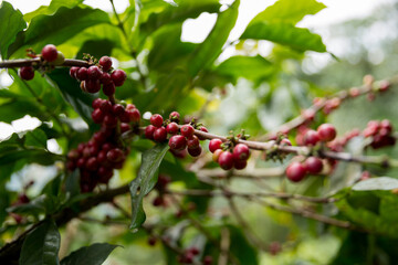 Farmer concept harvest fruit ripe coffee seed robusta arabica berry close up fresh green leaf bean...