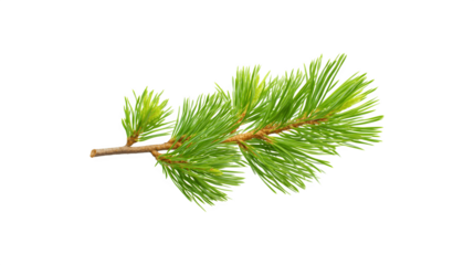A detailed image of a pine twig showcasing its natural texture and color
